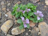 Pennellianthus frutescens