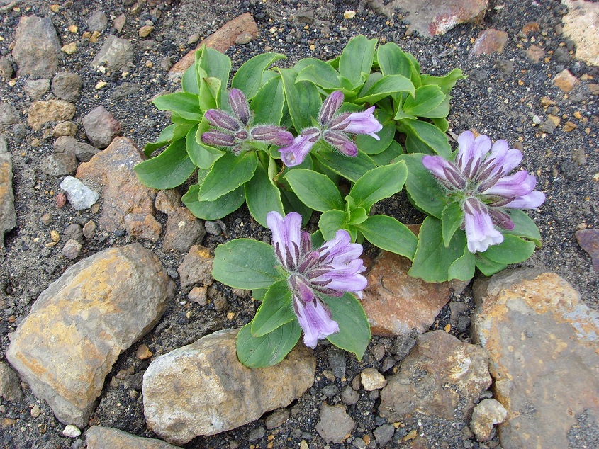 Image of Pennellianthus frutescens specimen.