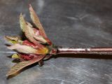Viburnum × bodnantense. Распускающиеся почки соцветий (вид сбоку). Германия, г. Кемпен, в культуре. 07.03.2012.