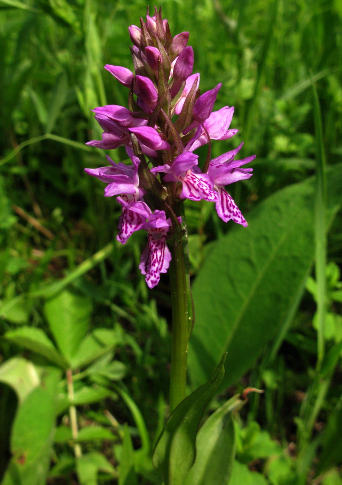 Image of Dactylorhiza sibirica specimen.