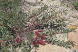 Astragalus utriger. Плодоносящее растение. Восточный Крым, хр. Тепе-Оба. 30.04.2017.