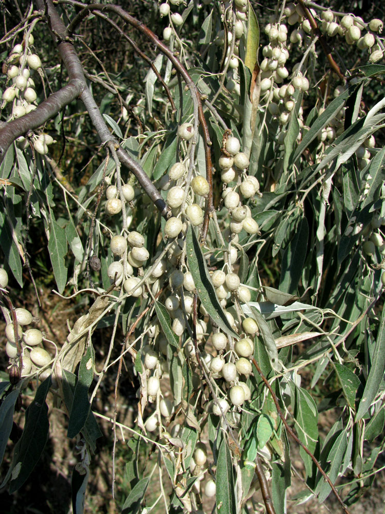 Image of Elaeagnus angustifolia specimen.