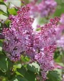 Syringa vulgaris