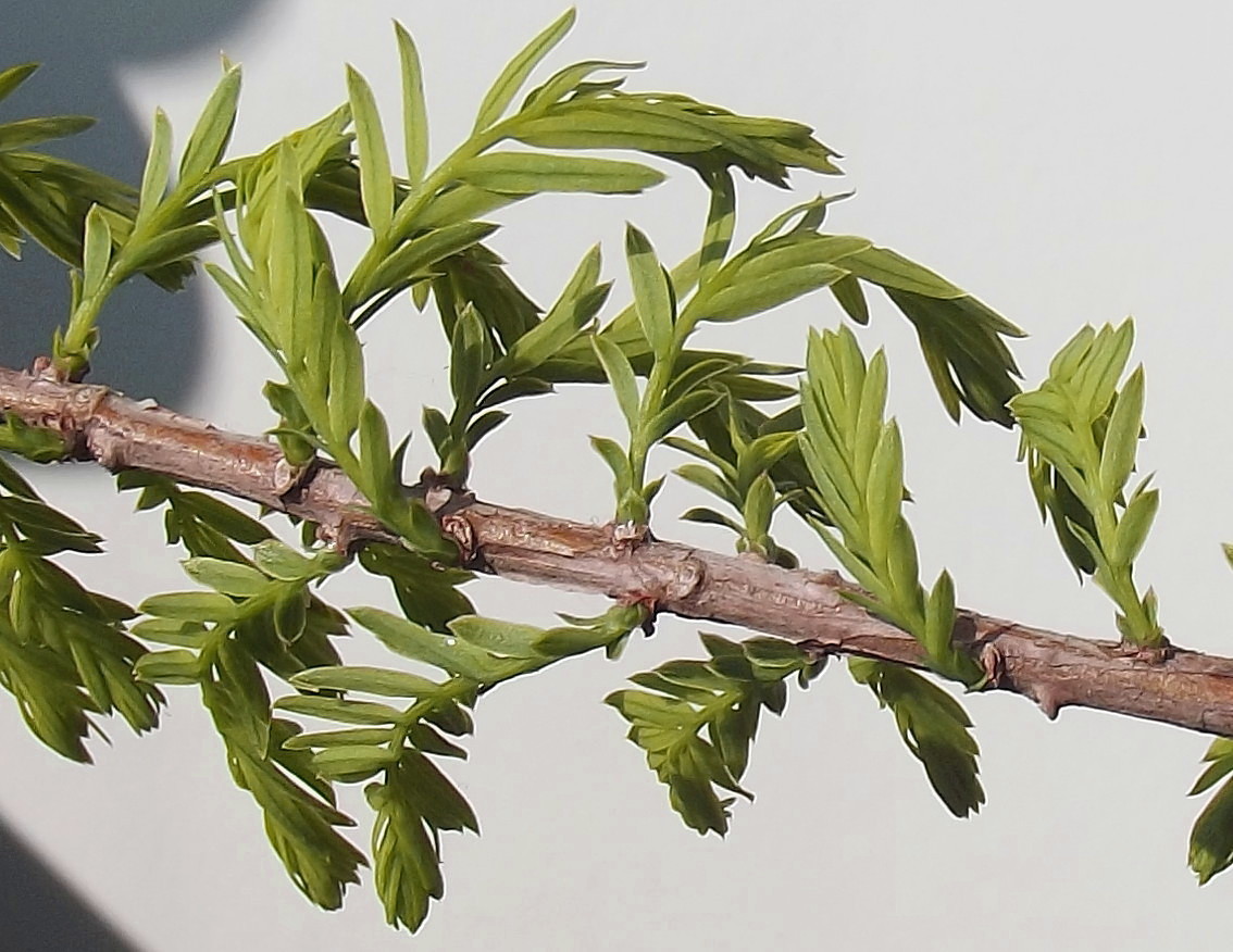 Изображение особи Taxodium distichum.
