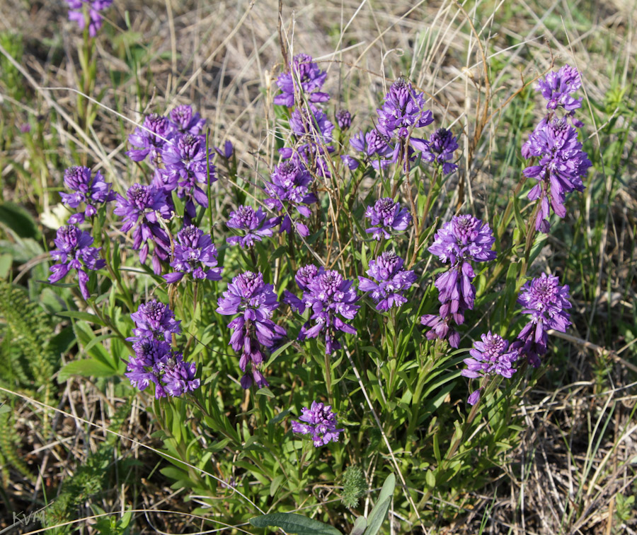 Изображение особи Polygala comosa.