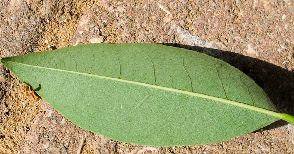 Изображение особи Erythrina crista-galli.