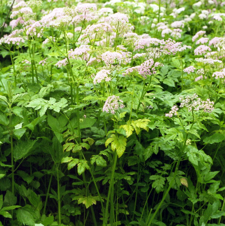 Изображение особи Chaerophyllum hirsutum.