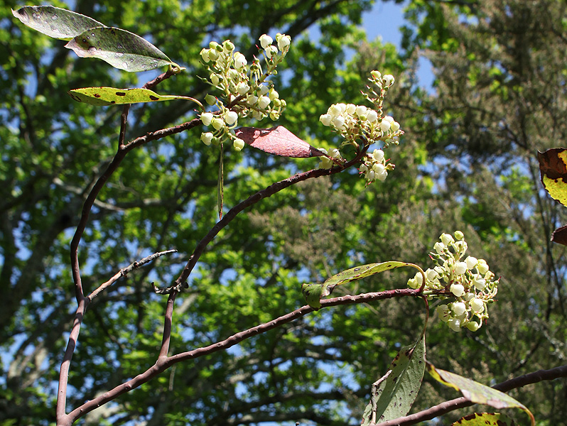 Изображение особи Arbutus andrachne.