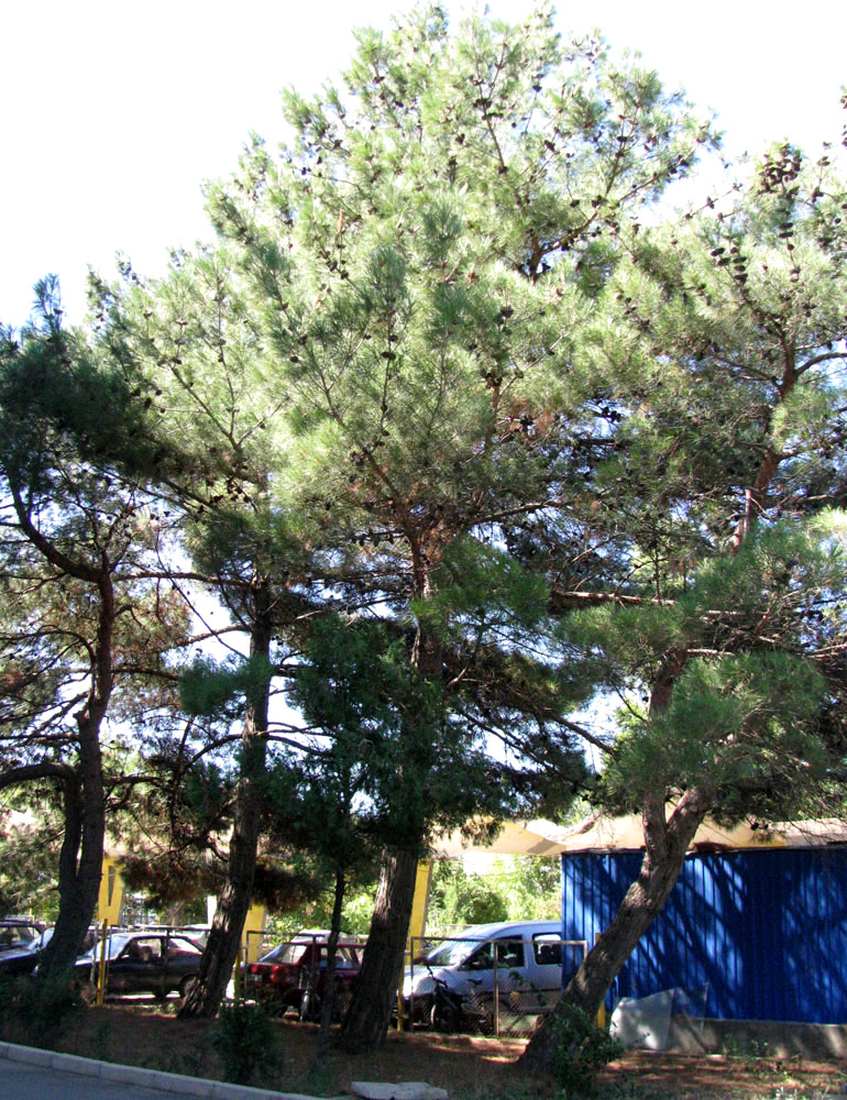Image of Pinus pityusa specimen.