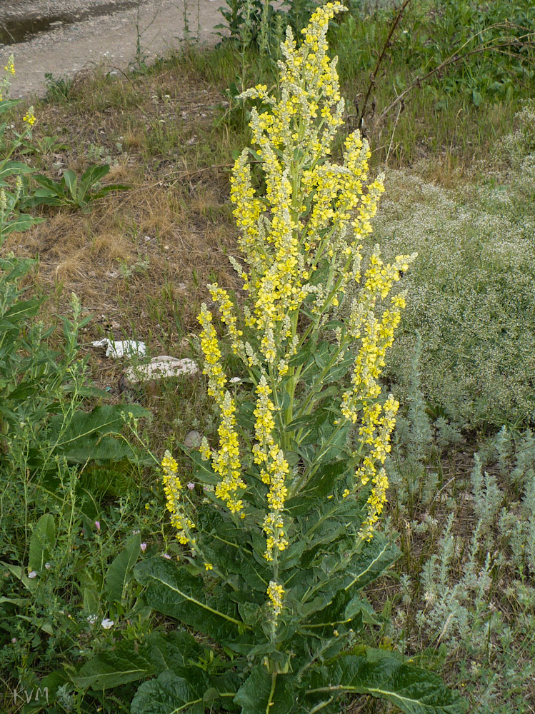 Image of Verbascum lychnitis specimen.