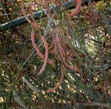 Acacia saligna