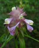 Melampyrum cristatum