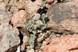 Oxytropis jucunda. Плодоносящее растение в расщелине гранитной скалы. Узбекистан, Ташкентская обл., гора Бол. Чимган на высоте около 2280 н.у.м. 07.07.2012.