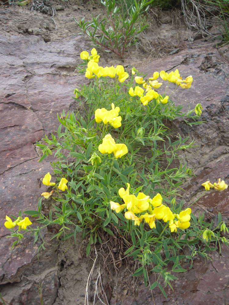 Image of Lathyrus pratensis specimen.