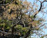Melia azedarach. Ветви дерева с плодами. Крым, Ялта, набережная. 05.04.2009.