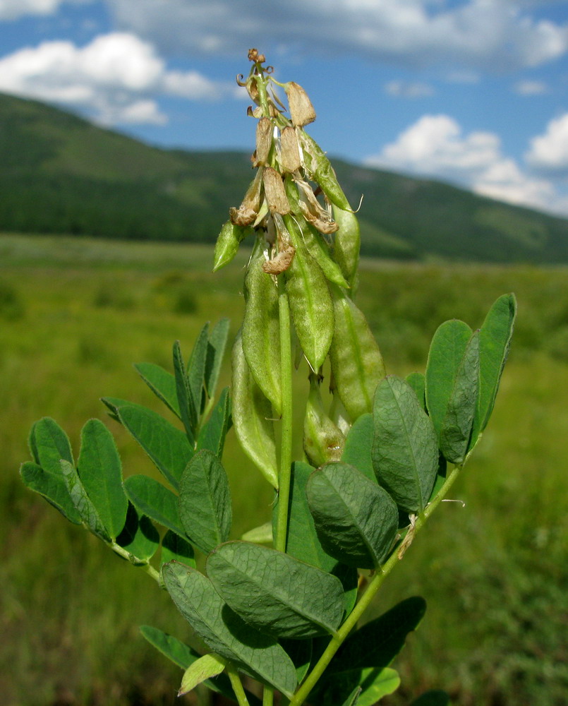Изображение особи Astragalus frigidus.