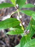 Lithospermum officinale