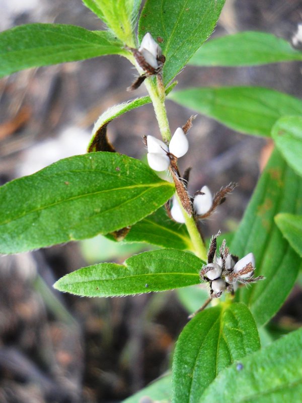 Image of Lithospermum officinale specimen.