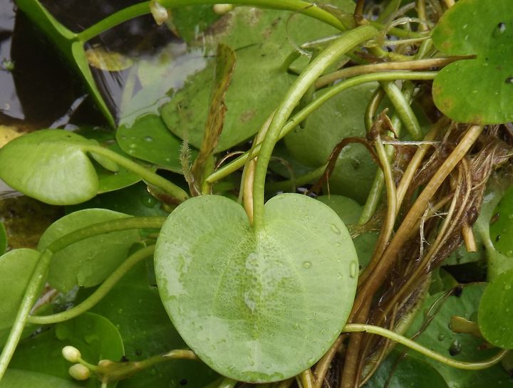Image of Hydrocharis dubia specimen.