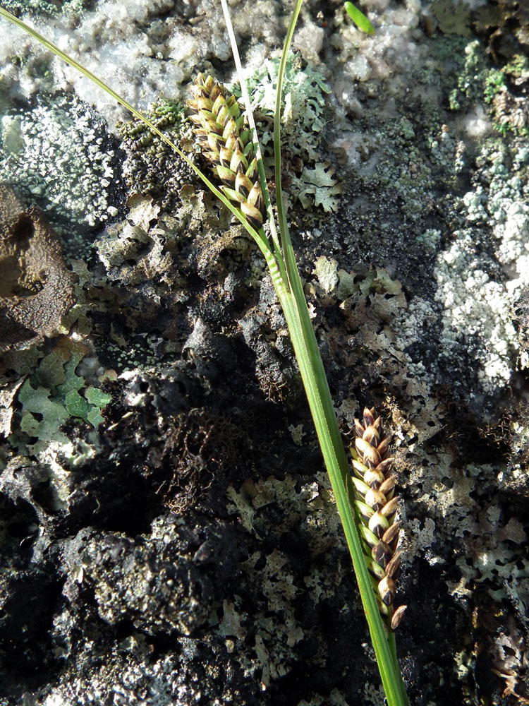 Изображение особи Carex juncella.