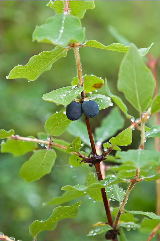 Изображение особи Lonicera × subarctica.