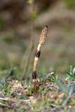 Equisetum arvense