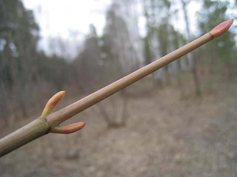 Image of Acer tegmentosum specimen.