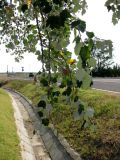 Populus alba