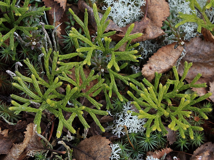 Изображение особи Diphasiastrum complanatum.