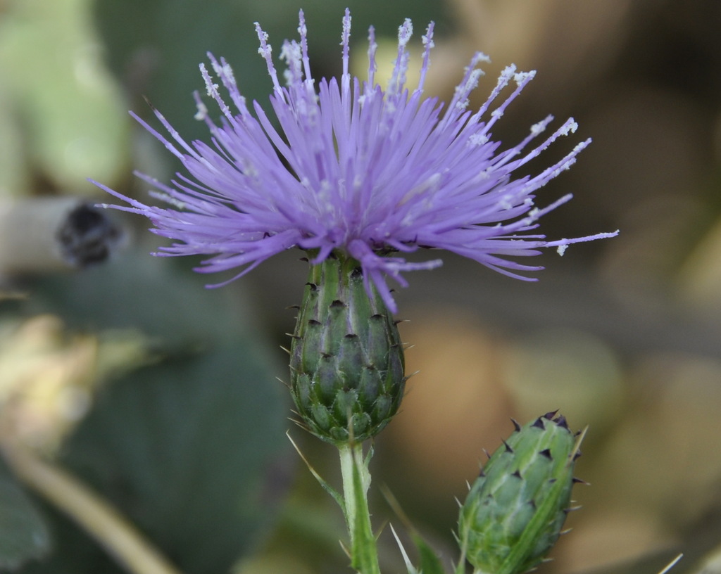 Изображение особи Cirsium creticum.