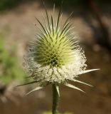 Dipsacus laciniatus. Соцветие. Крым, Бахчисарайский р-н, окр. с. Трудолюбовки, пойма р. Бодрака. 29.07.2012.