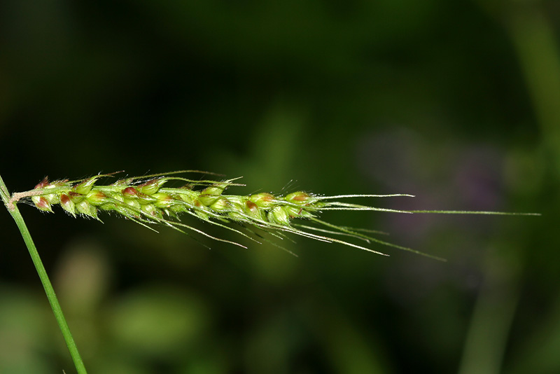 Image of Echinochloa crus-galli specimen.