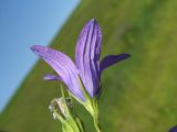 Campanula patula