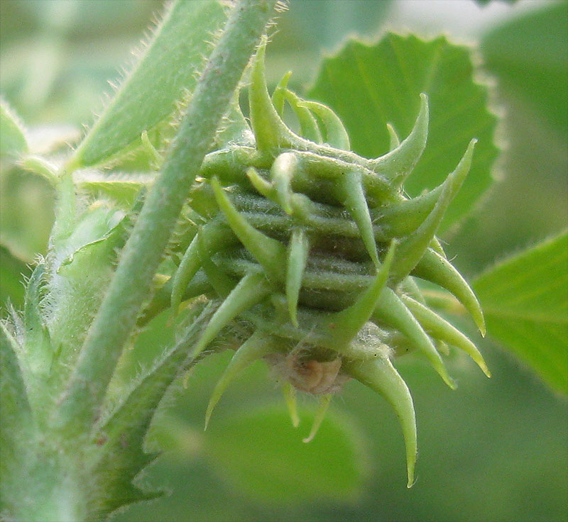 Изображение особи Medicago truncatula.