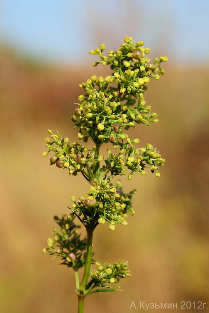 Изображение особи Galium glabratum.