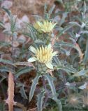 Atractylis carduus