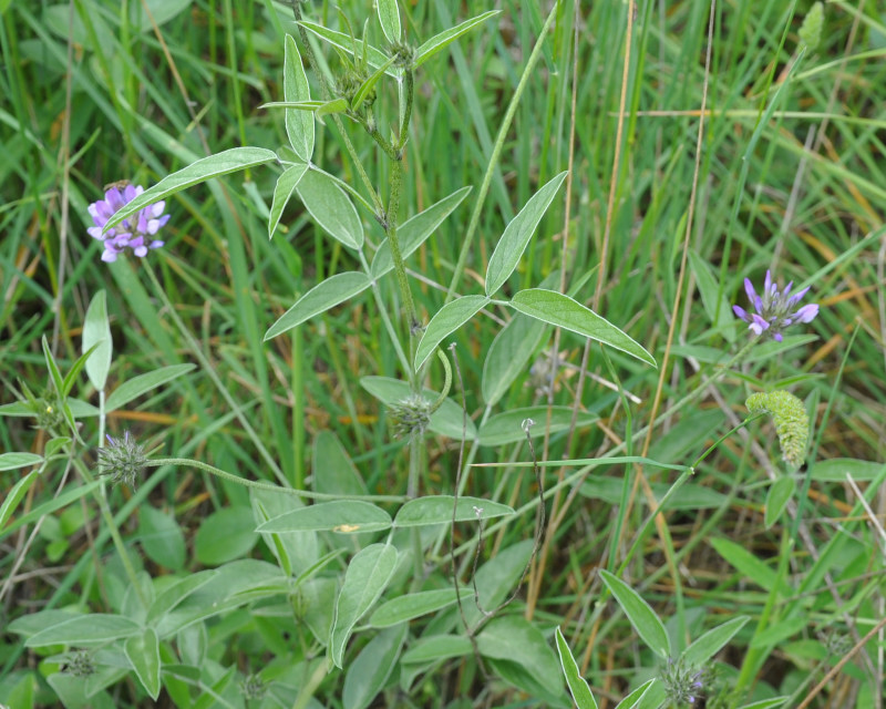 Изображение особи Psoralea bituminosa.