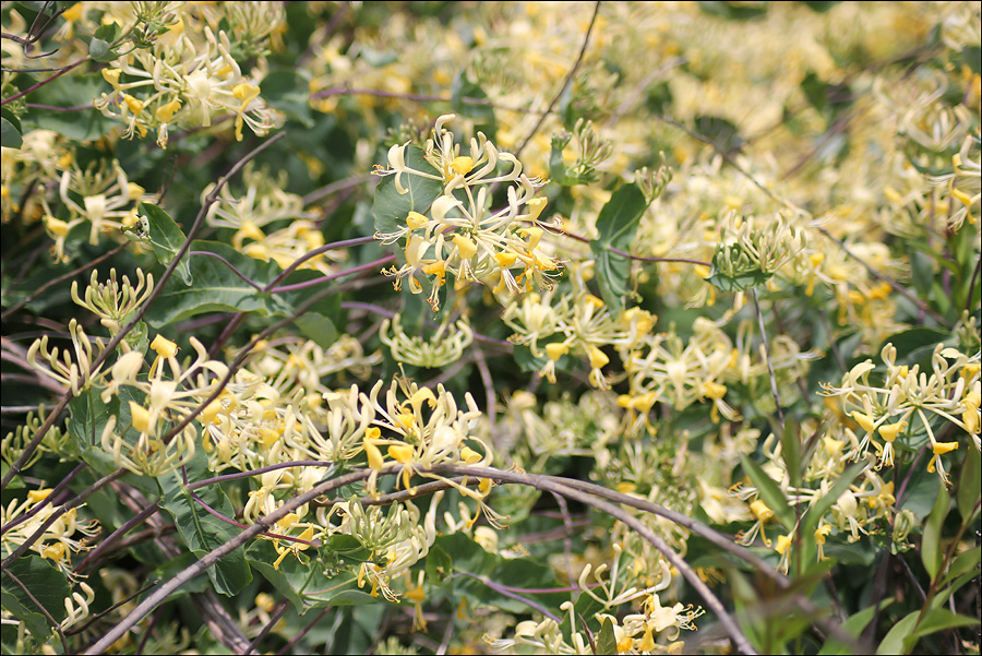 Image of Lonicera etrusca specimen.