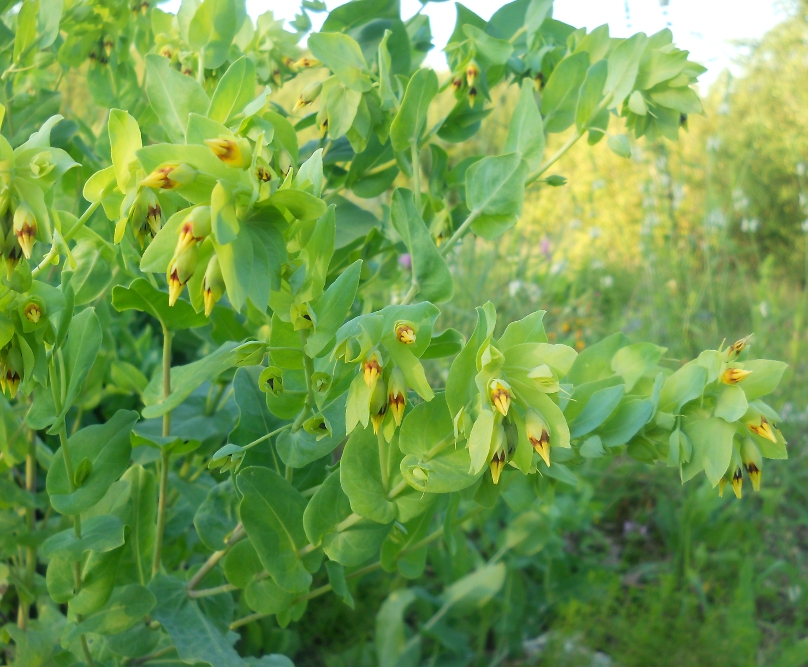 Изображение особи Cerinthe minor.