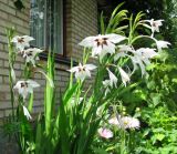 Gladiolus murielae