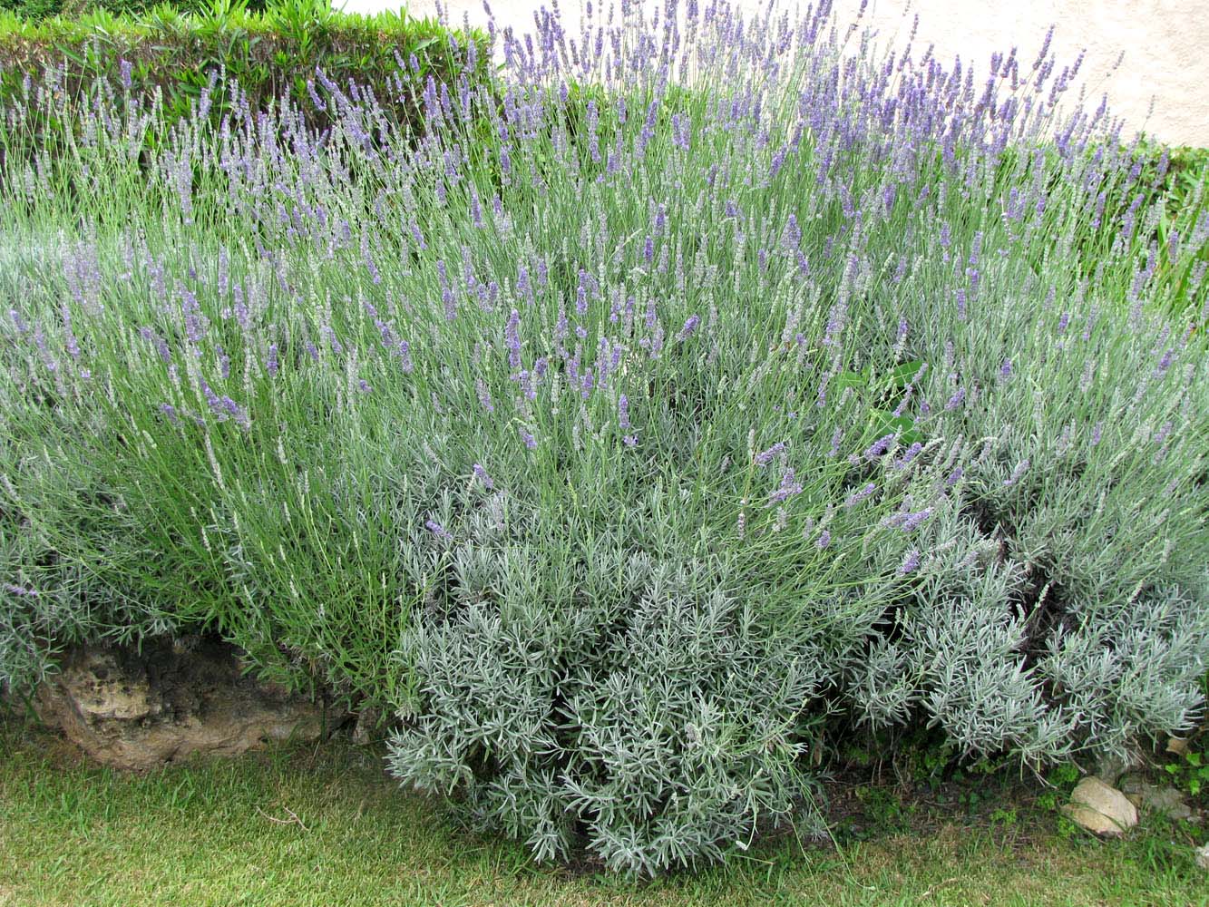 Image of Lavandula angustifolia specimen.