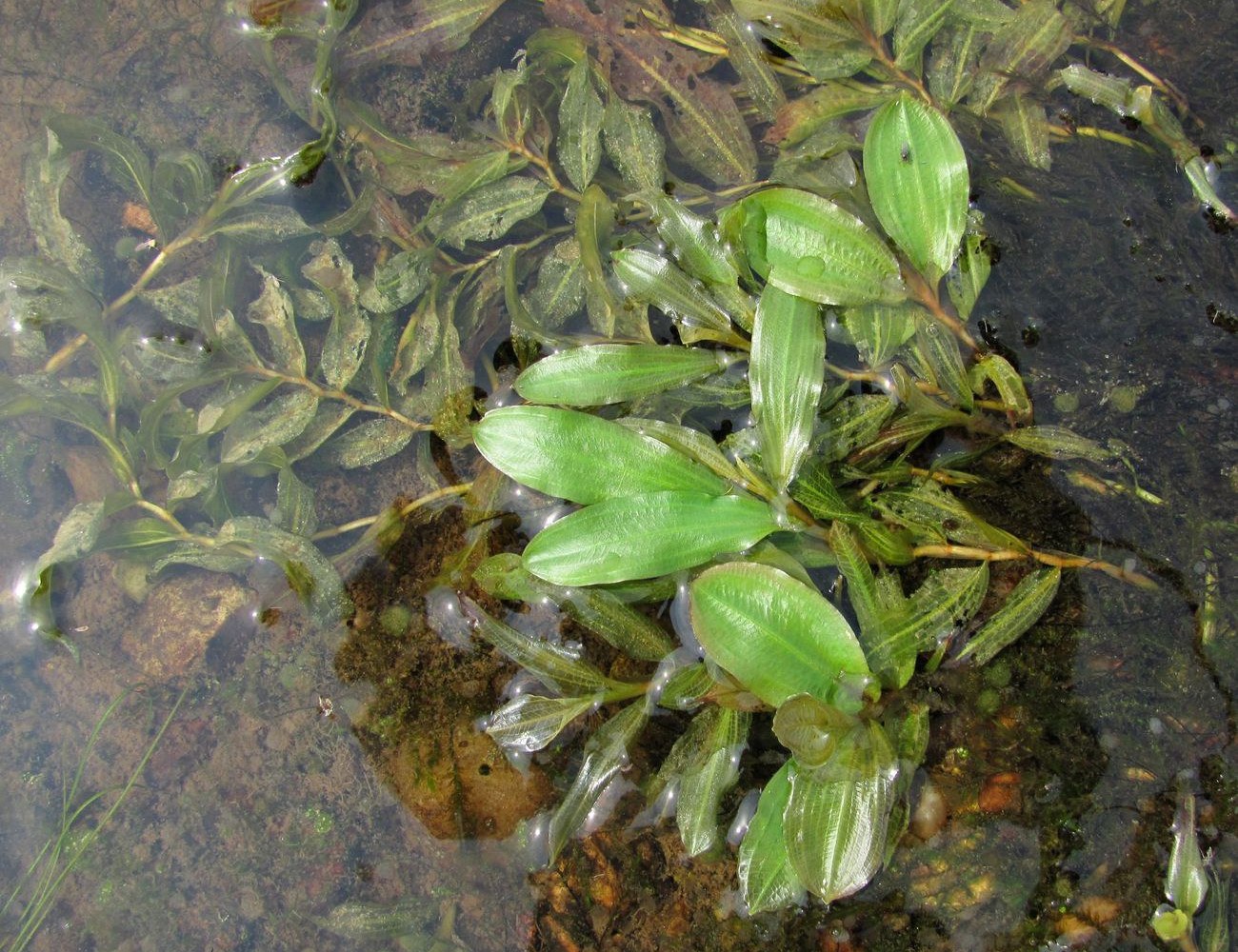 Image of Potamogeton × prussicus specimen.