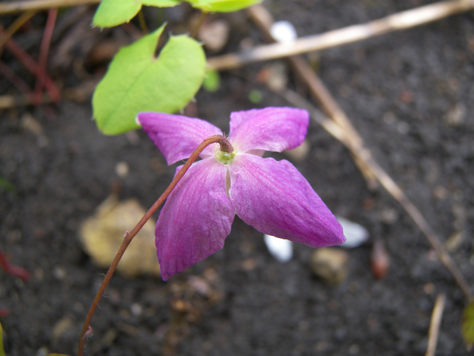 Image of Epimedium macrosepalum specimen.
