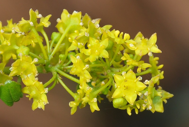 Image of Paliurus spina-christi specimen.