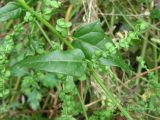 Atriplex hortensis