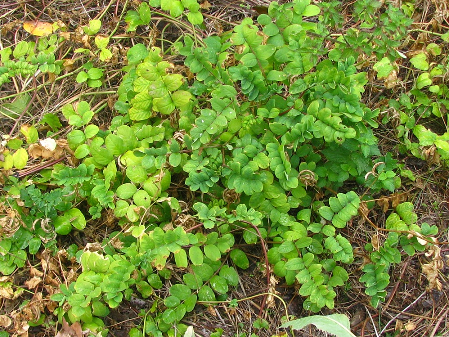 Изображение особи Astragalus glycyphyllos.