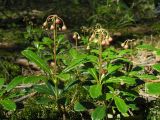 Chimaphila umbellata