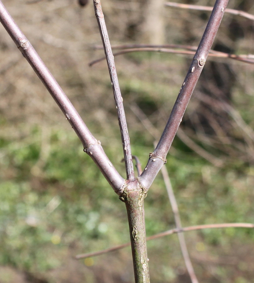 Image of Cephalanthus occidentalis specimen.