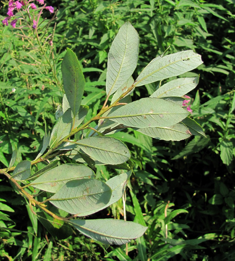 Image of Salix &times; tetrapla specimen.