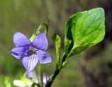 Viola mirabilis. Верхушка цветущего растения. Подмосковье, окр. г. Одинцово, лесная просека. Май 2013 г.